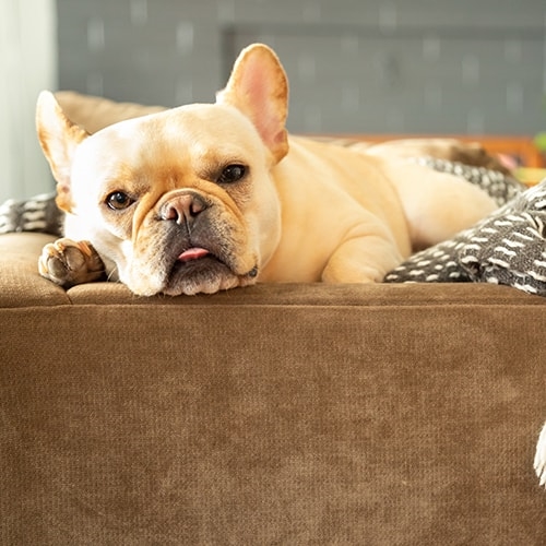 Best Dog Insurance For French Bulldogs Uk