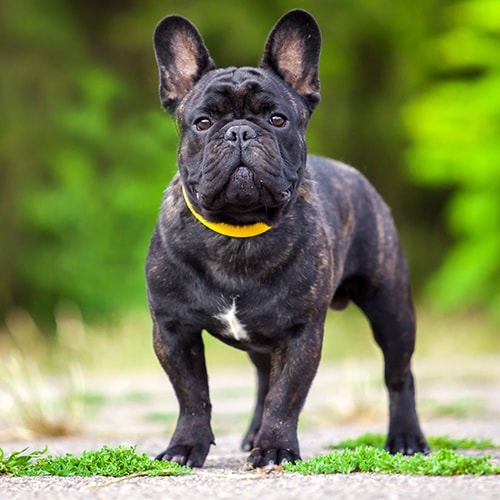 28 HQ Pictures French Bulldog Cost By Color : The Many Colors of the French Bulldog | PetsHotSpot.com