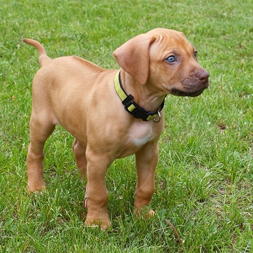 Rhodesian Ridgeback - PDSA