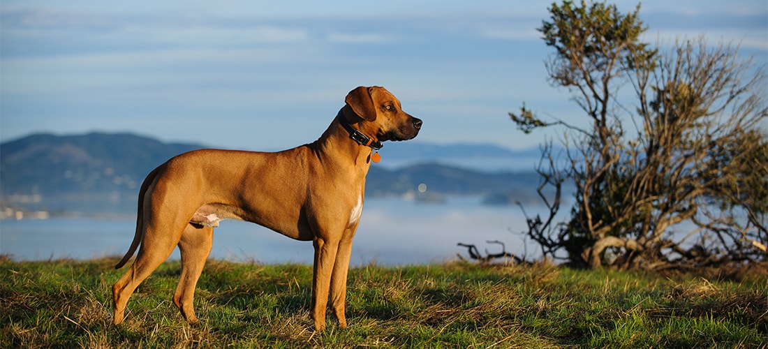 rhodesian ridgeback price