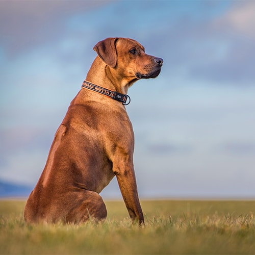 rhodesian ridgeback price