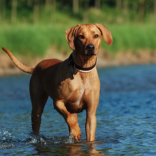 rhodesian rig back