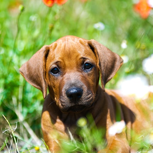 ridgeback dog puppy