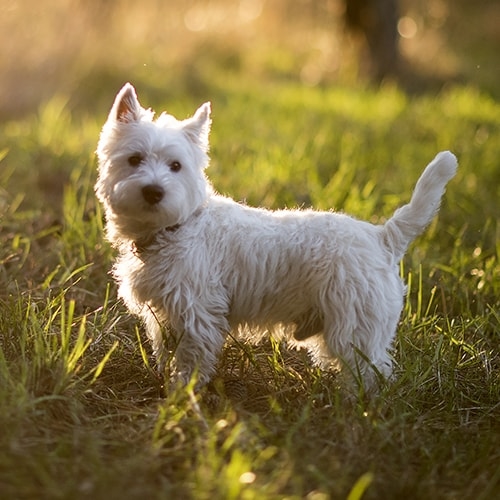 West Highland White Terrier Dog Breed Information