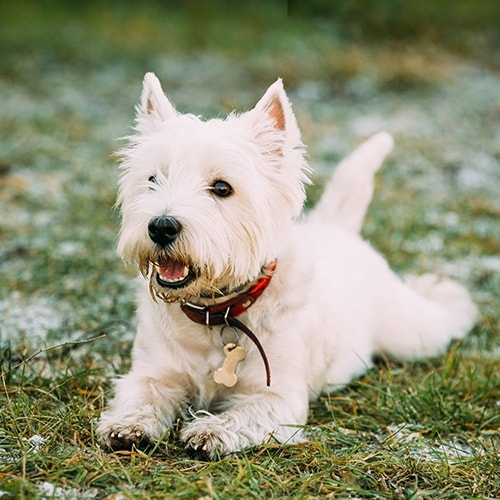 how long can a westie be left alone
