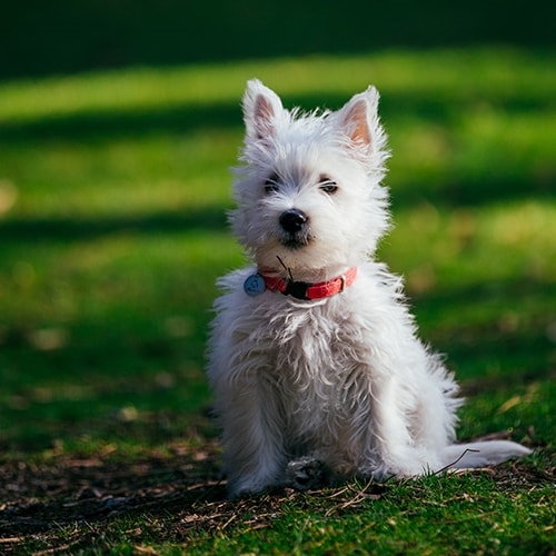 How To Care For Your Westie