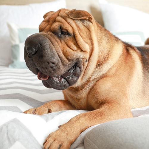 Shar Pei Pdsa