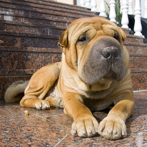 Shar Pei Pdsa
