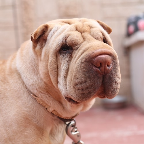 Shar Pei Pdsa