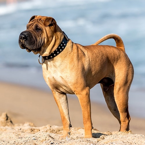 Shar Pei Pdsa
