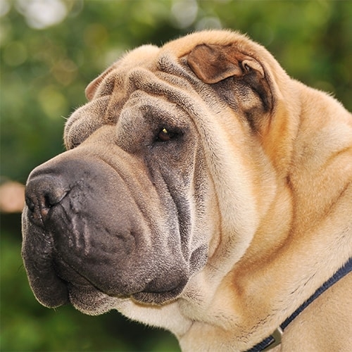 Shar Pei Pdsa