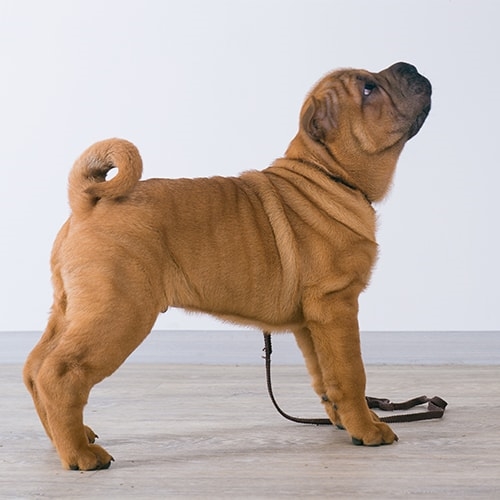 Shar Pei Pdsa