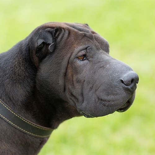 Shar Pei Pdsa