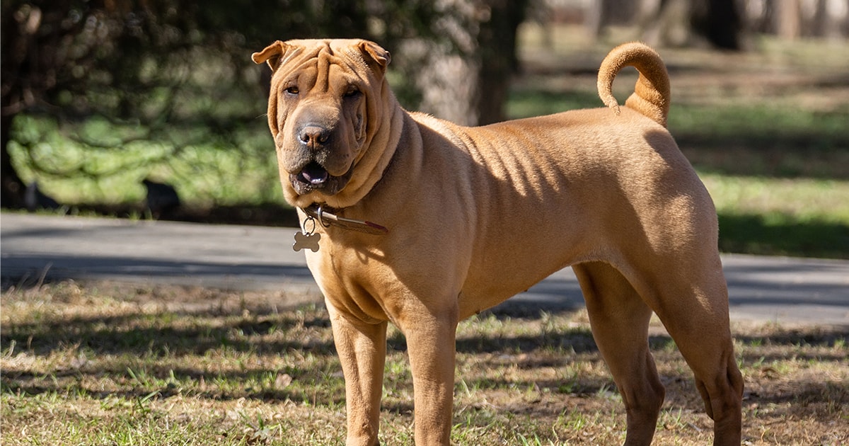 shar pei care