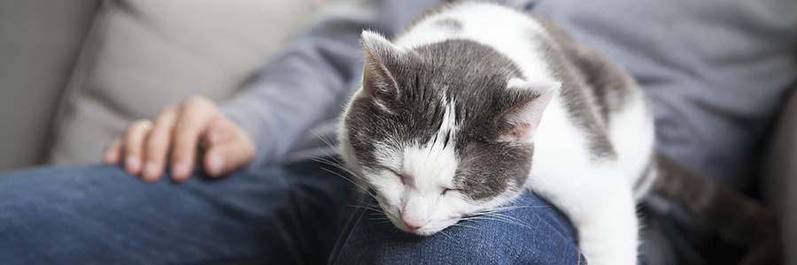 Cat asleep on owner's leg