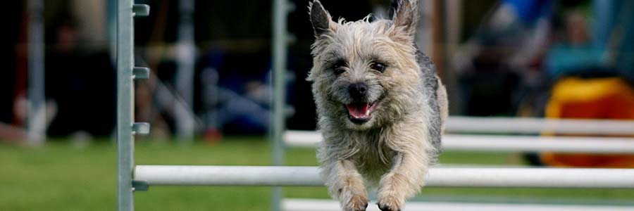 Small dog doing agility