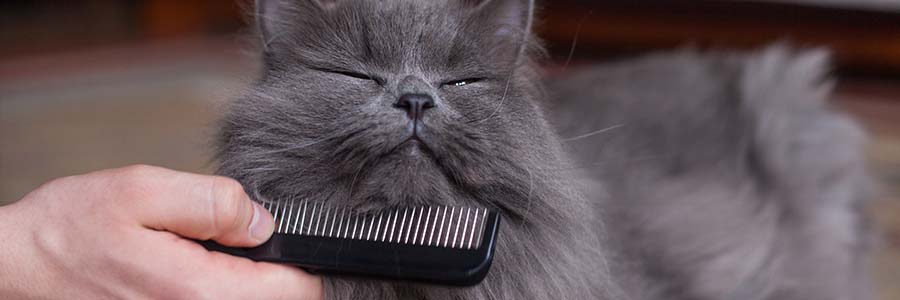 Cat being brushed under chin