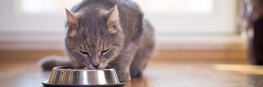 Cat eating from bowl