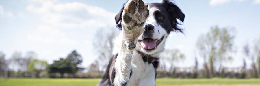 Dog giving high five to camera