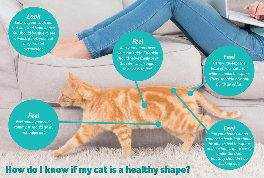 https://www.pdsa.org.uk/media/8384/cat_shape.jpg