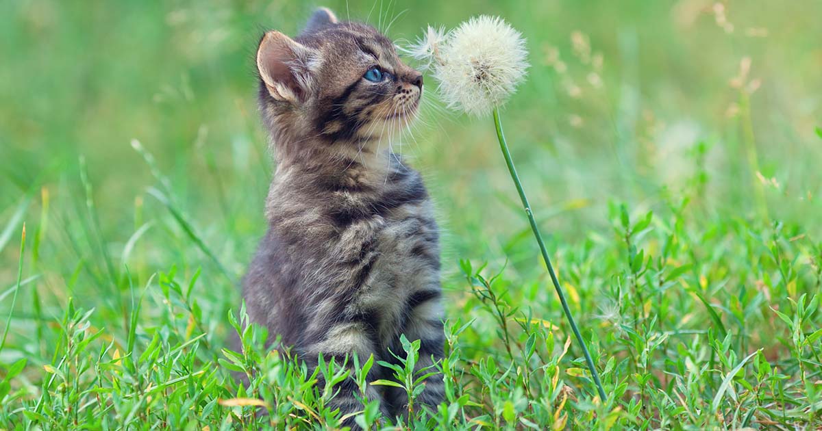 Vet Q&A Should I insure my pet? PDSA