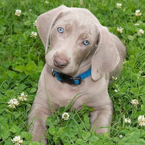 weimaraner puppies