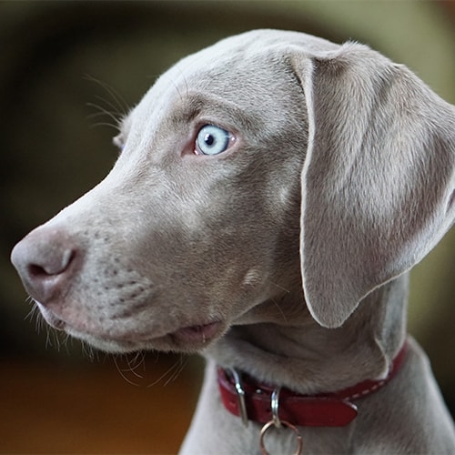 what is the breed of weimaraner