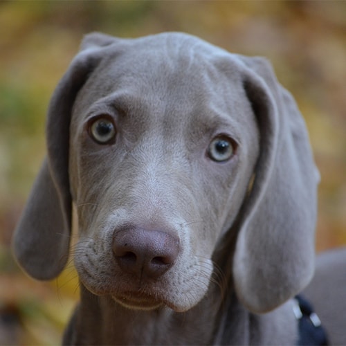 weimaraner exercise