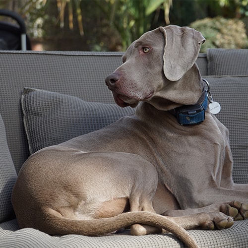 weimaraner exercise