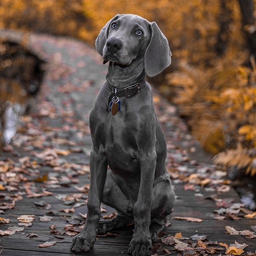 weimaraner exercise