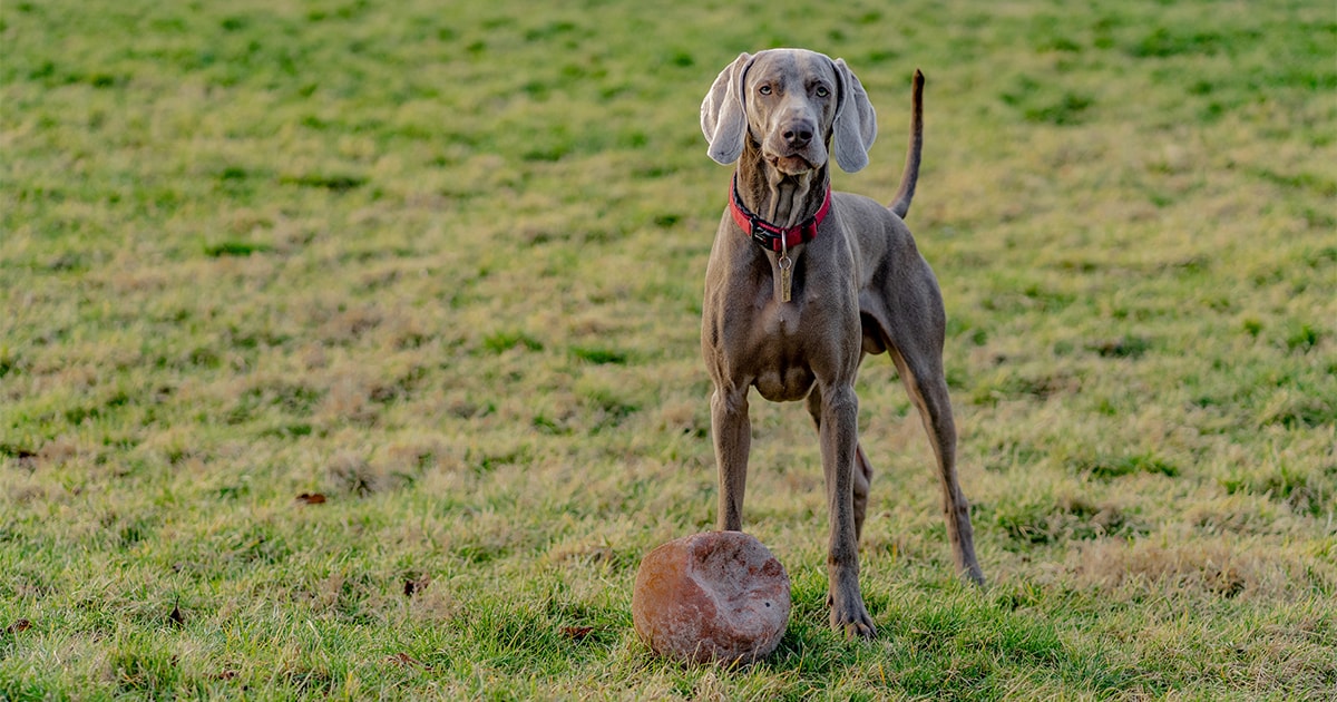 Weimaraner Pdsa