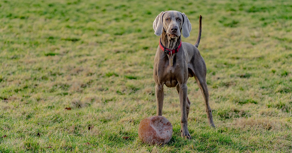 owning a weimaraner