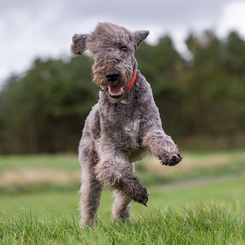 Bedlington online terrier agility