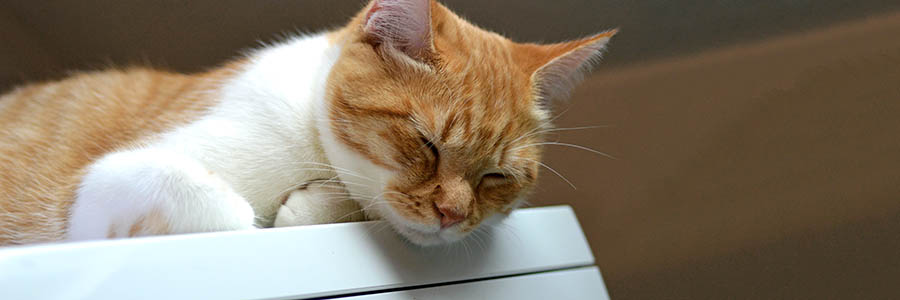 Ginger cat asleep on top of washing machine