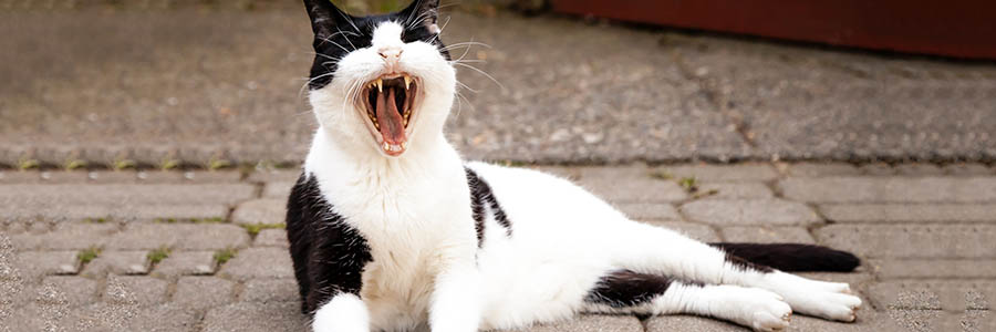 Cat yawning outside
