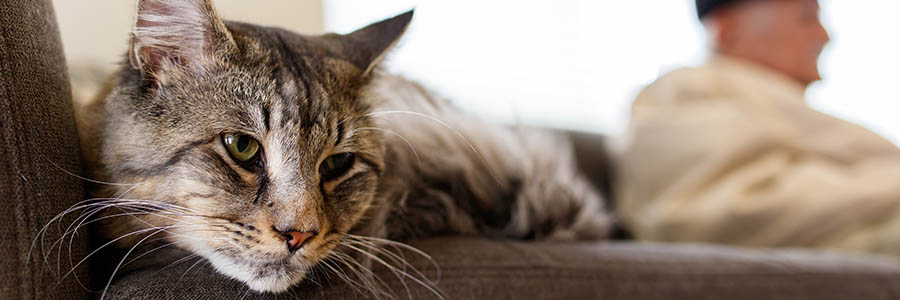 Older cat on sofa