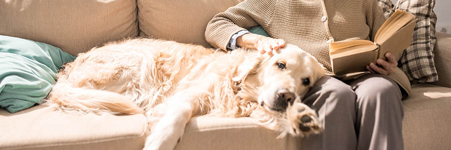 Older Golden Retriever on sofa with owner