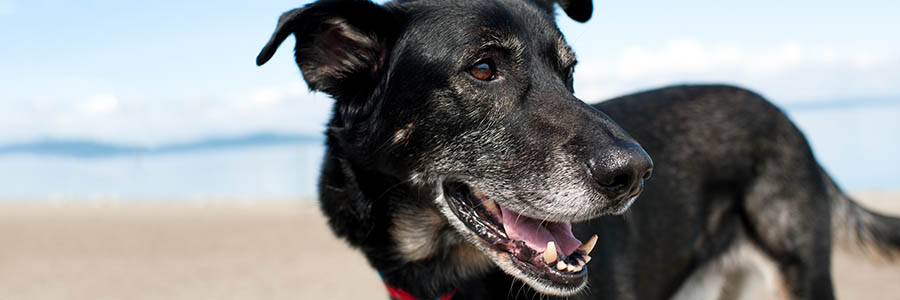 Older shepherd breed dog on the beach