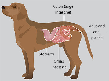 Illustration of a dog's stomach