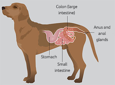 Blood in your dog's poo - PDSA