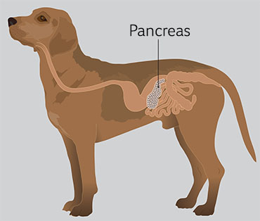 Illustration showing pancreas in dogs