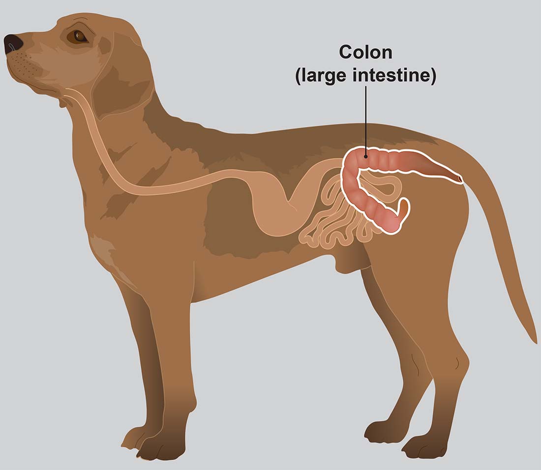 Colitis in dogs PDSA