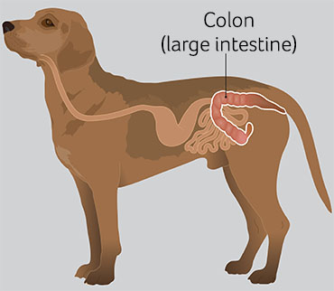 Illustration to show location of colon in dogs