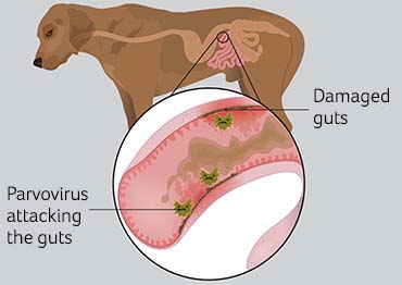 signs of parvo