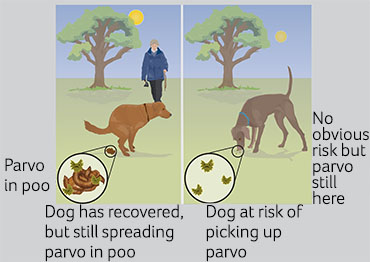 parvo in dogs symptoms and treatment