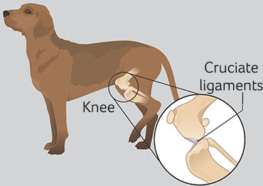 Illustration showing location of cruciate ligament in dogs