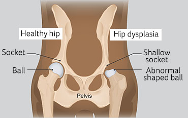 illustration showing hip dysplasia in dogs