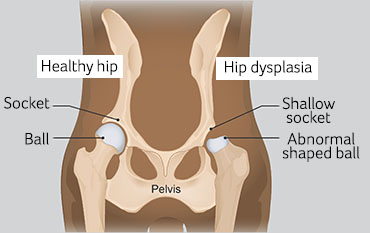 are dogs prone to hip dysplasia