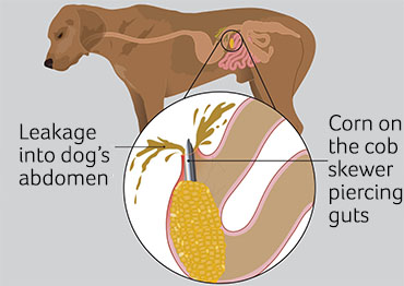 Illustration of gut blockage piercing gut in dog