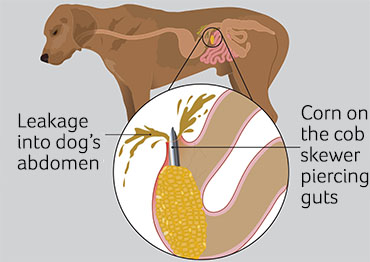 how do you know if a dog has a blockage